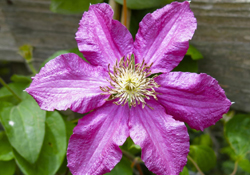 Clematis クレマチス